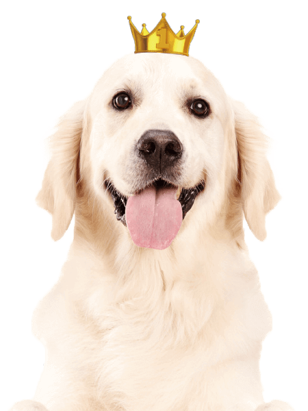 犬