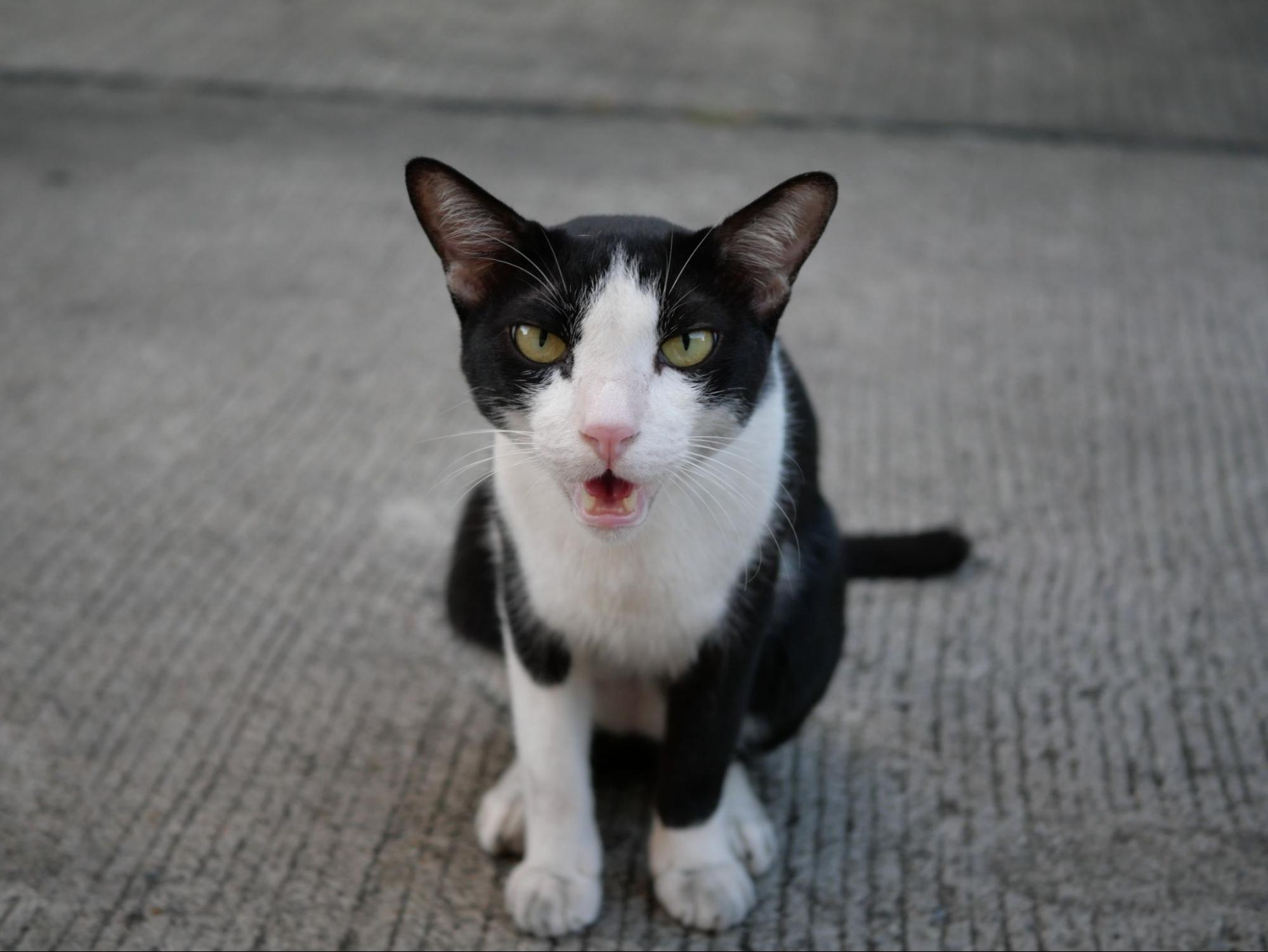 猫、鳴く、要求