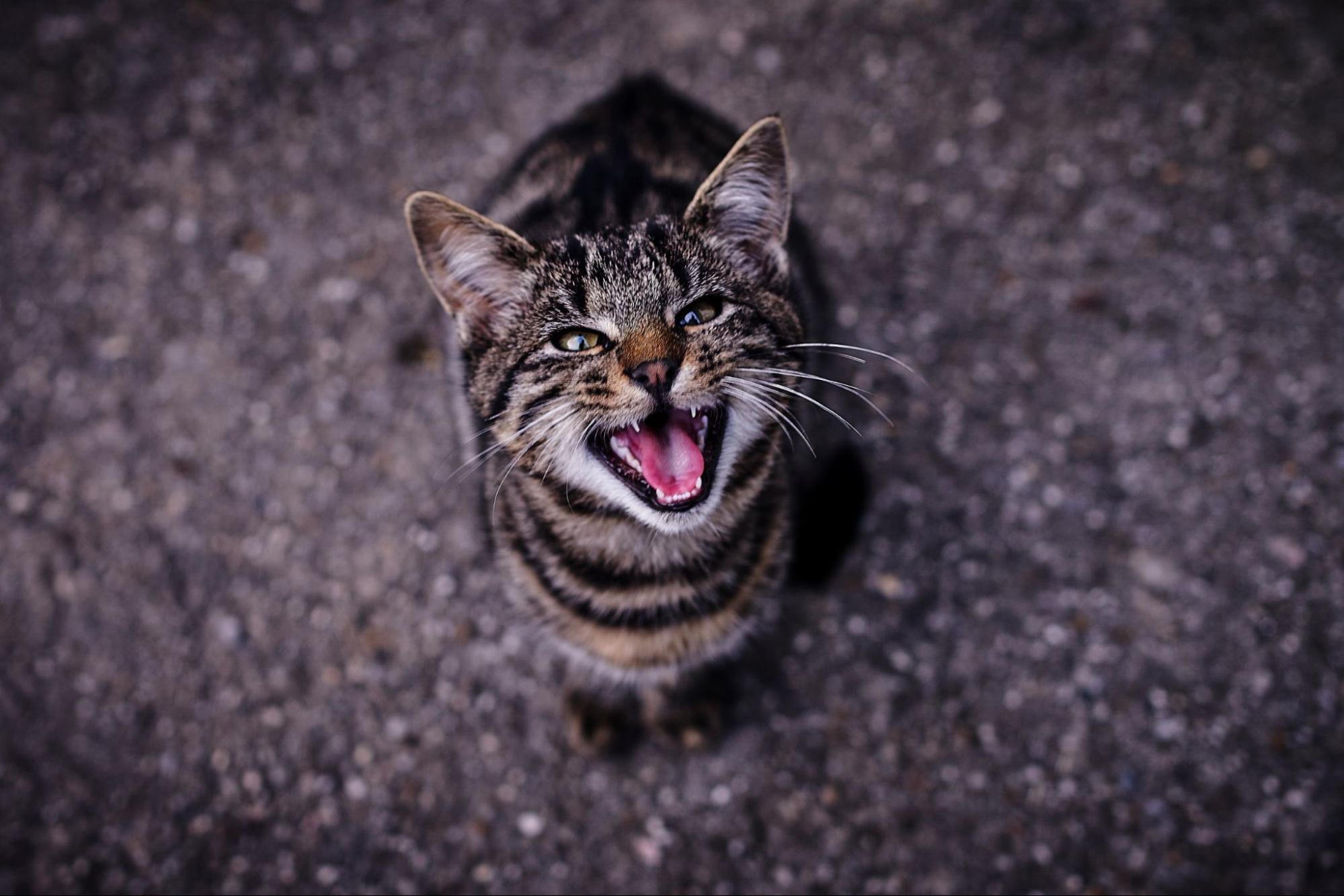 猫、威嚇、鳴く