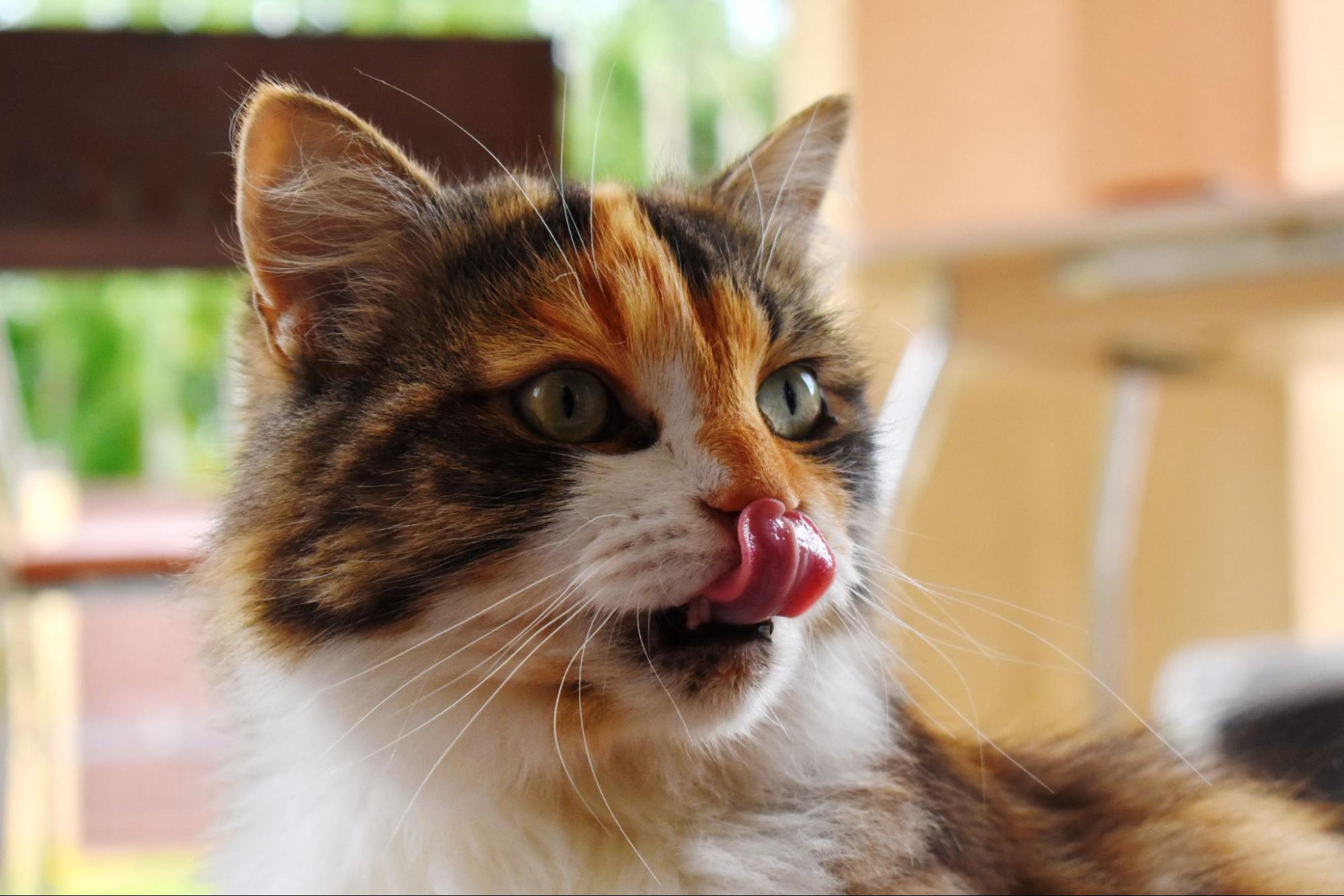 猫、舌舐めずり