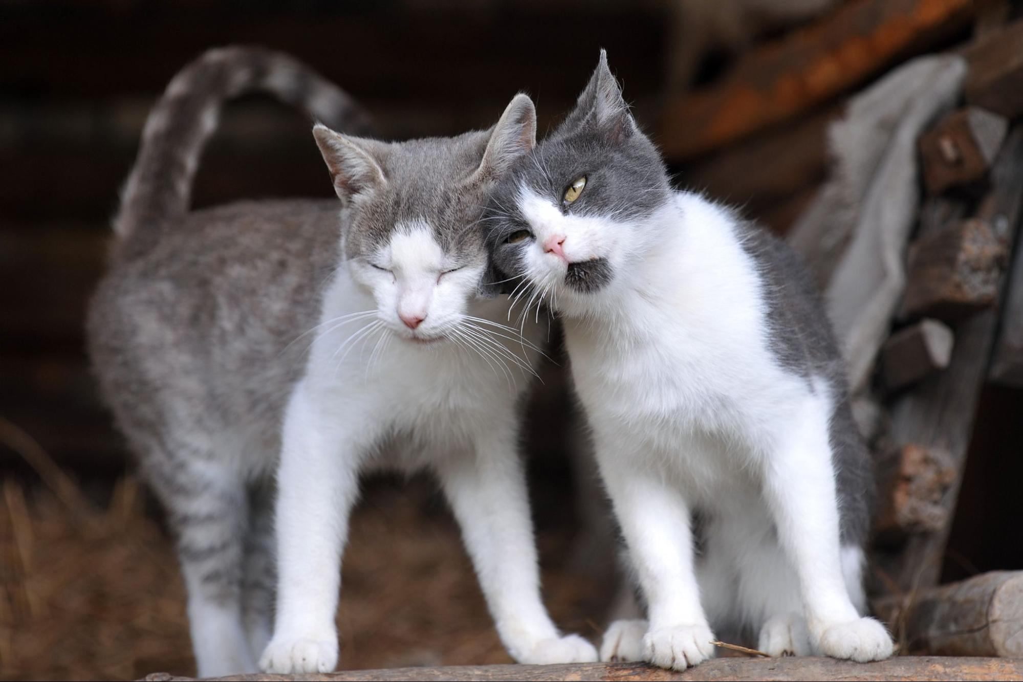 猫、2匹、擦り付ける