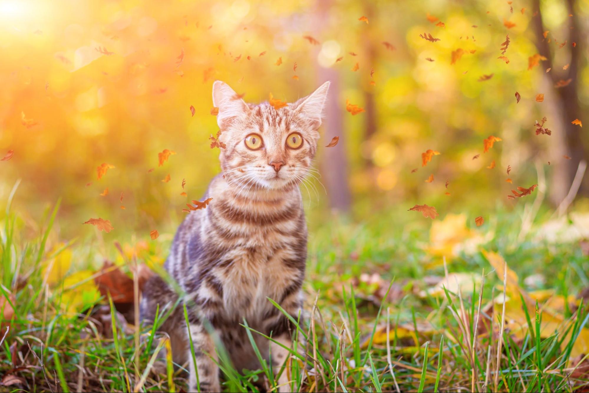 猫、紅葉、芝生