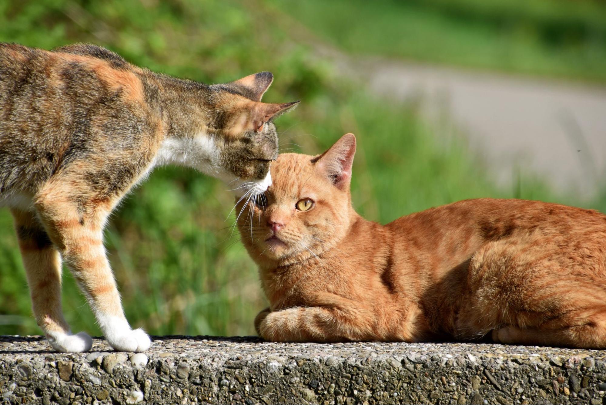 猫、2匹、野外