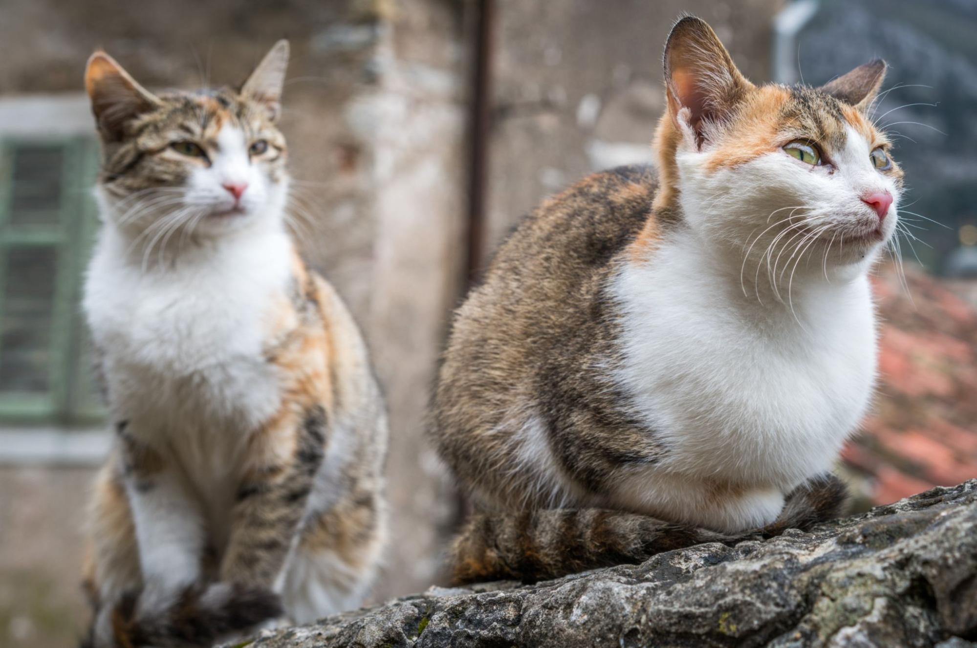 猫、2匹、野外