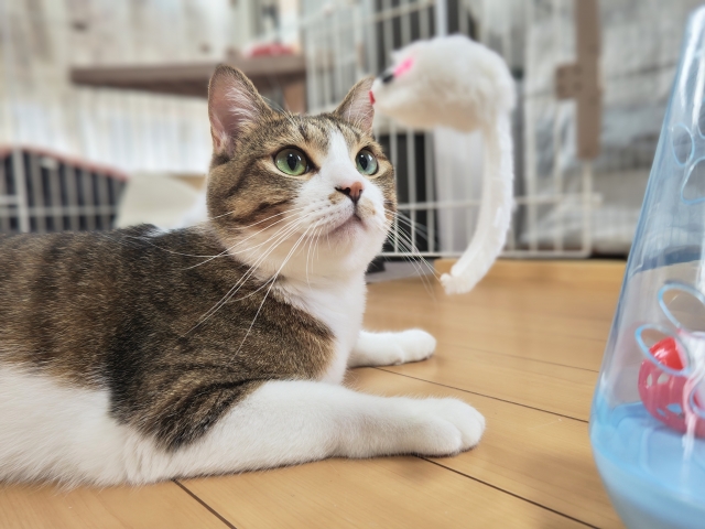 おもちゃを見つめる猫