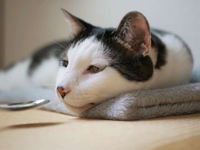 猫とスプーン