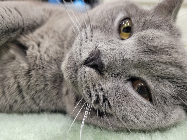 寝転ぶ猫