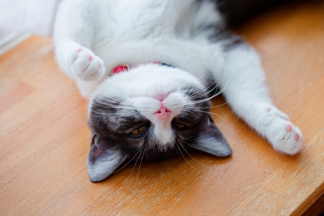 仰向けになる猫