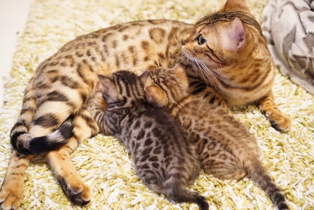 猫