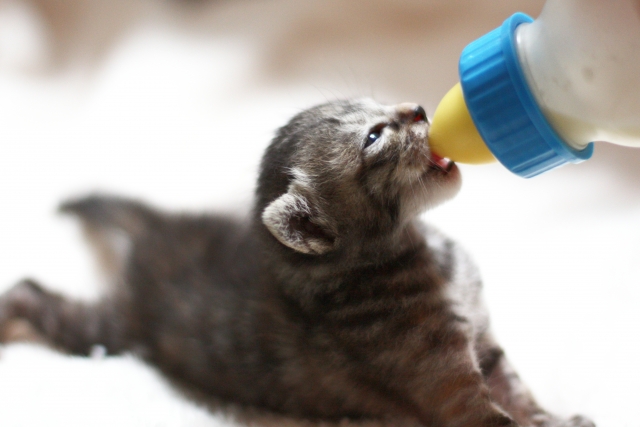 子猫用ミルク
