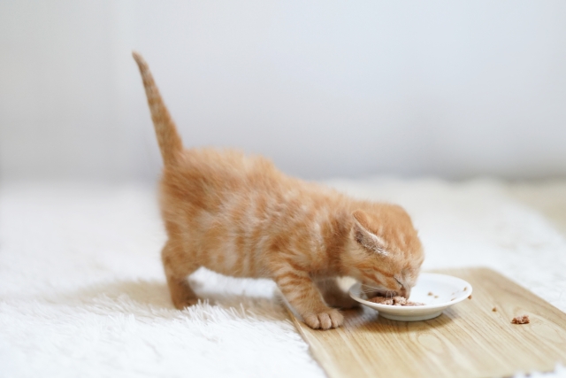 子猫