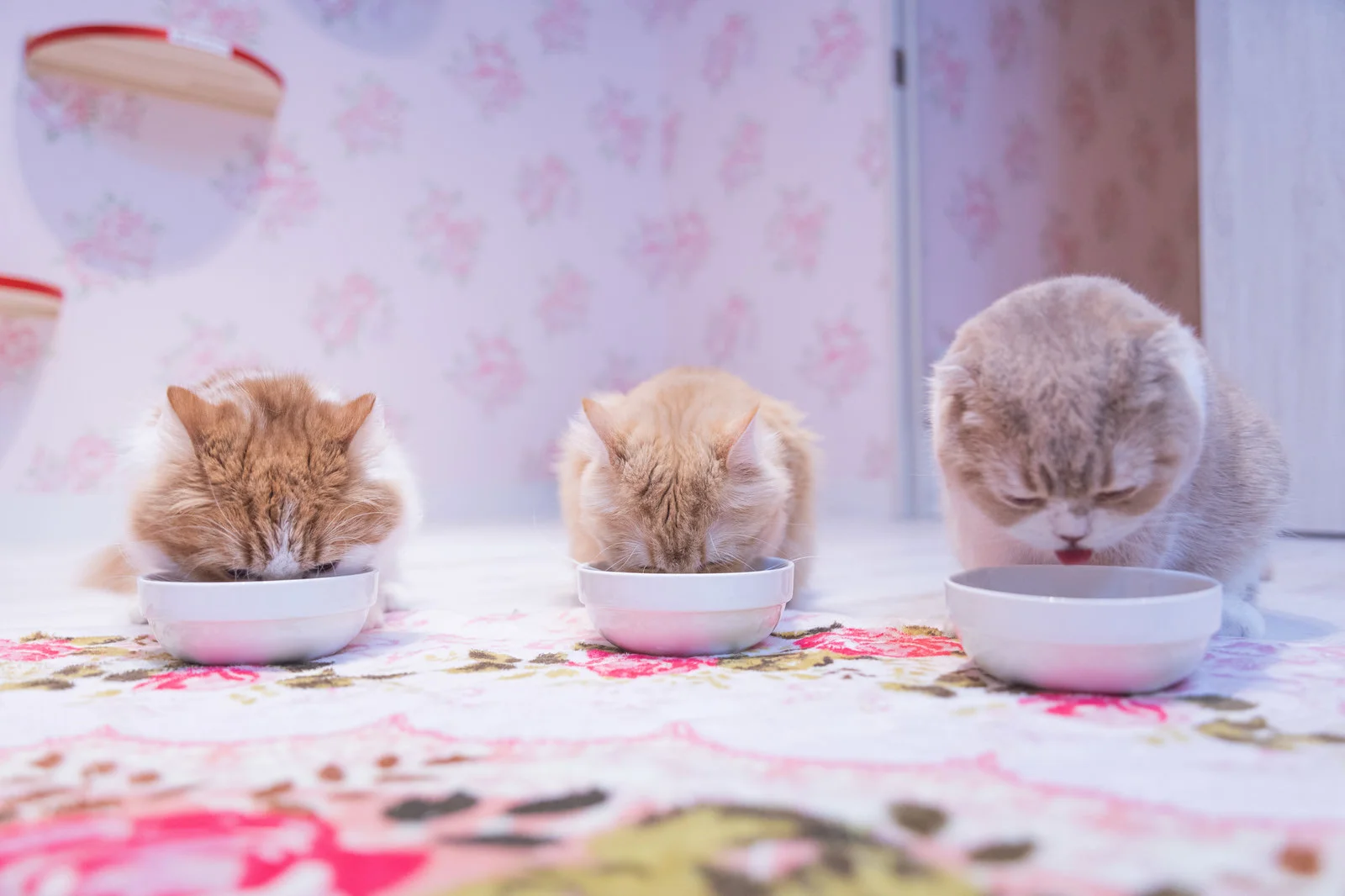 猫