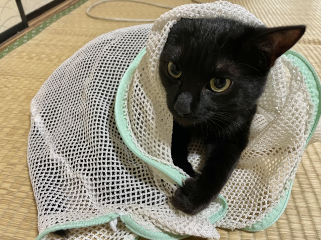 猫、洗濯ネット