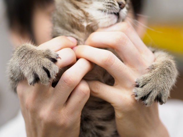 猫、飼い主