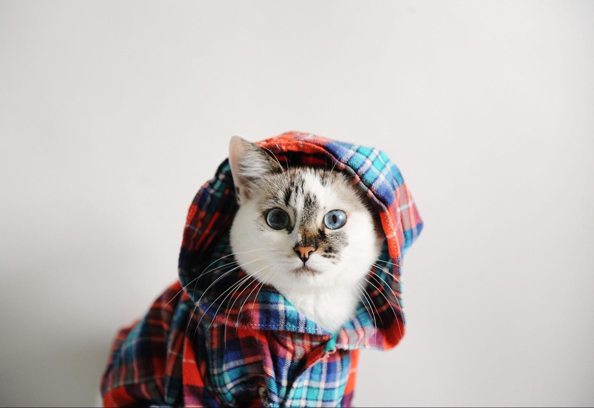 猫