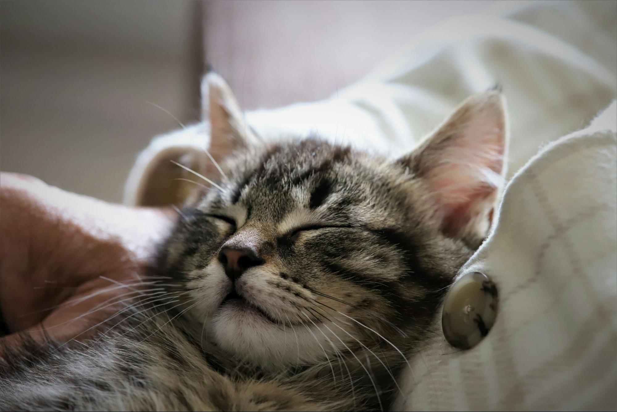 猫 ストレス