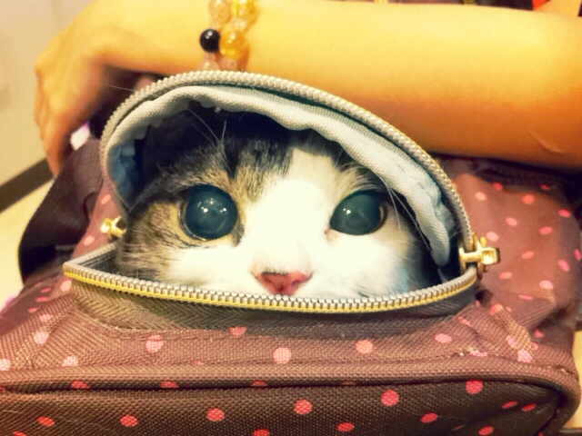 猫 ストレス