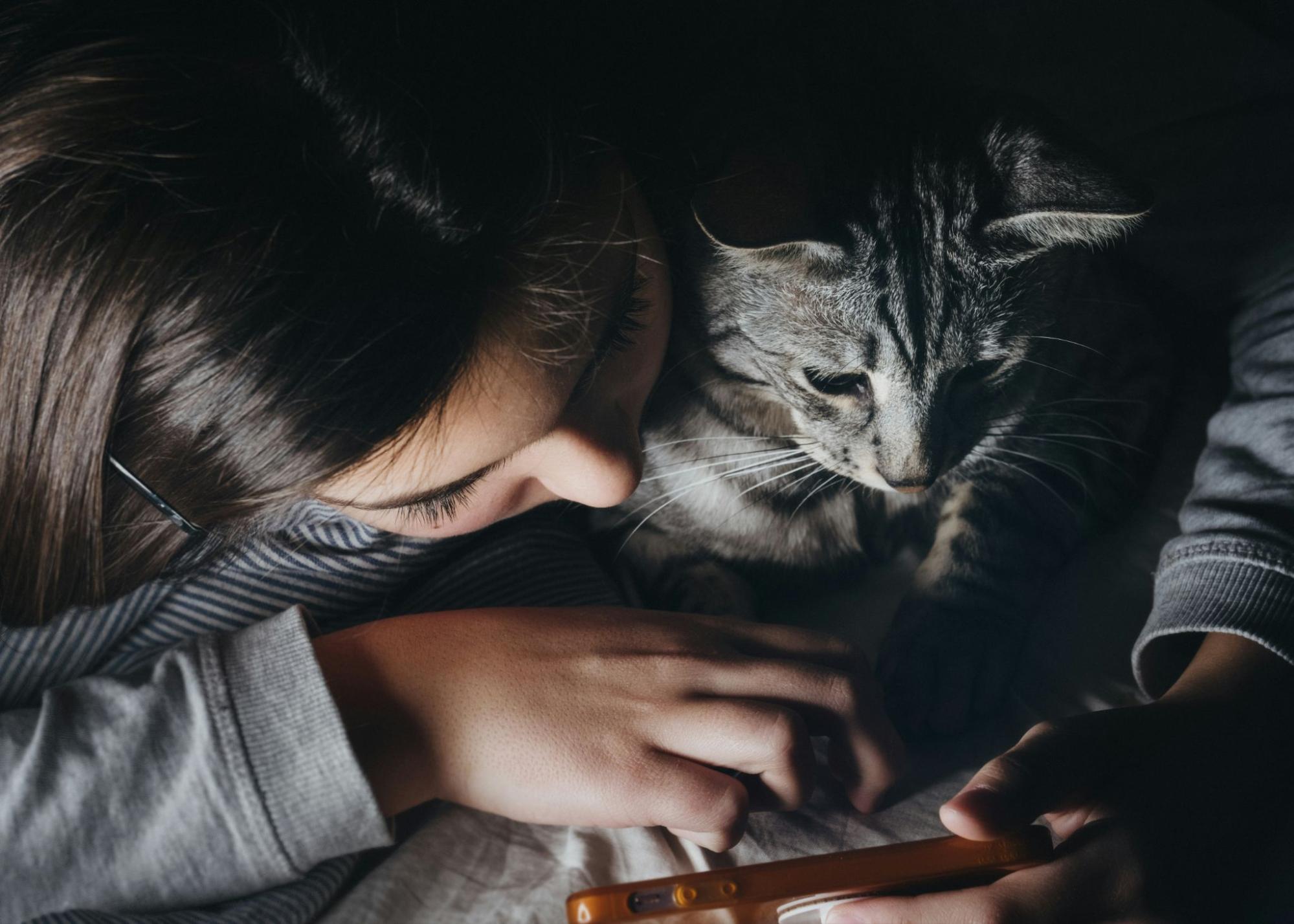 猫 ストレス