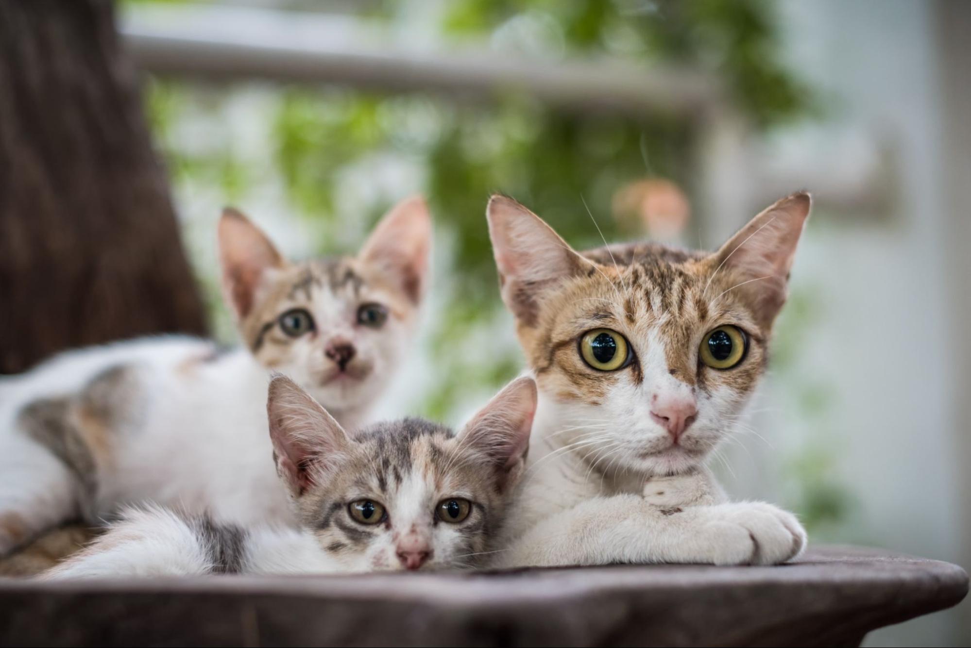 猫、野外、3匹、親子