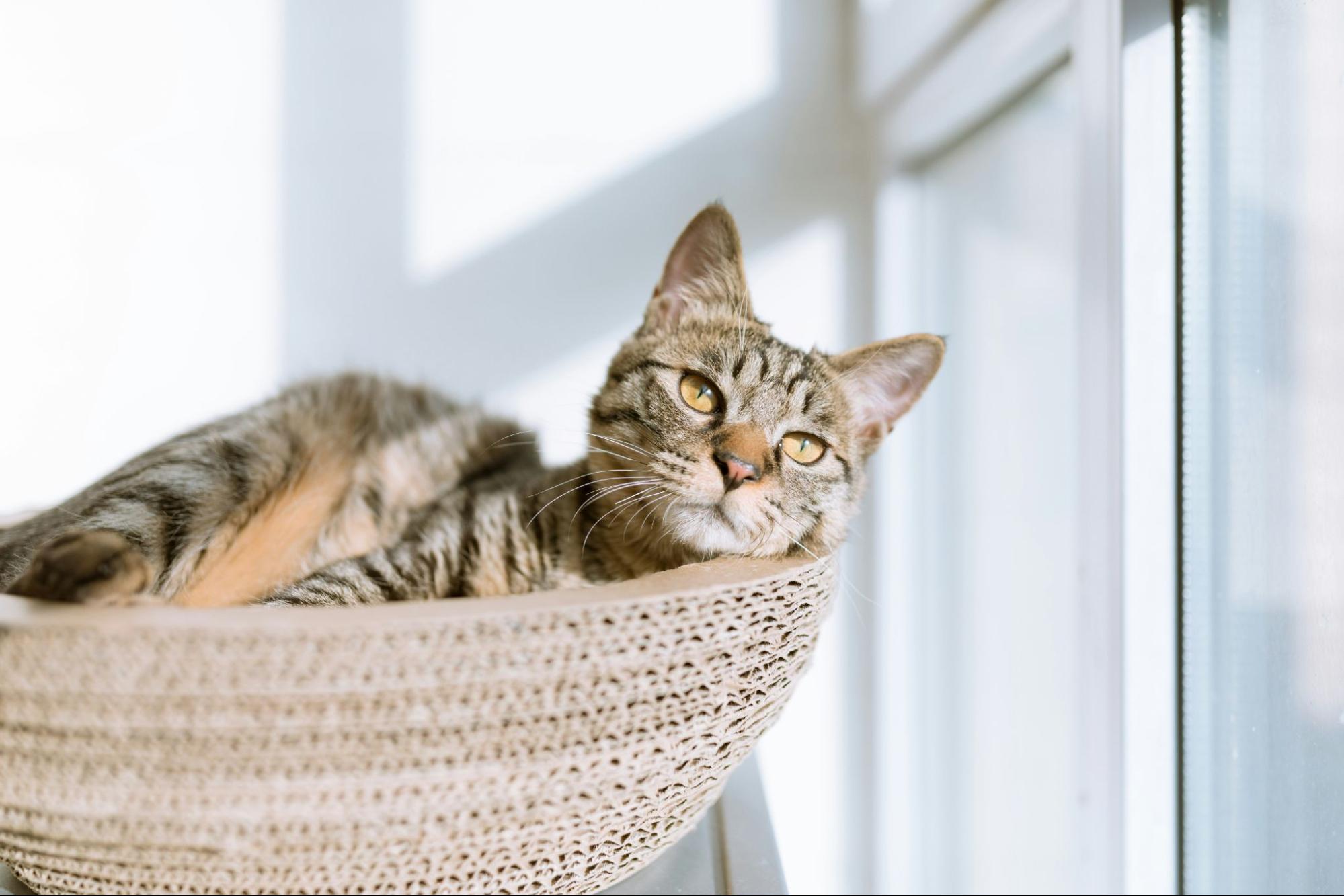 猫 病気