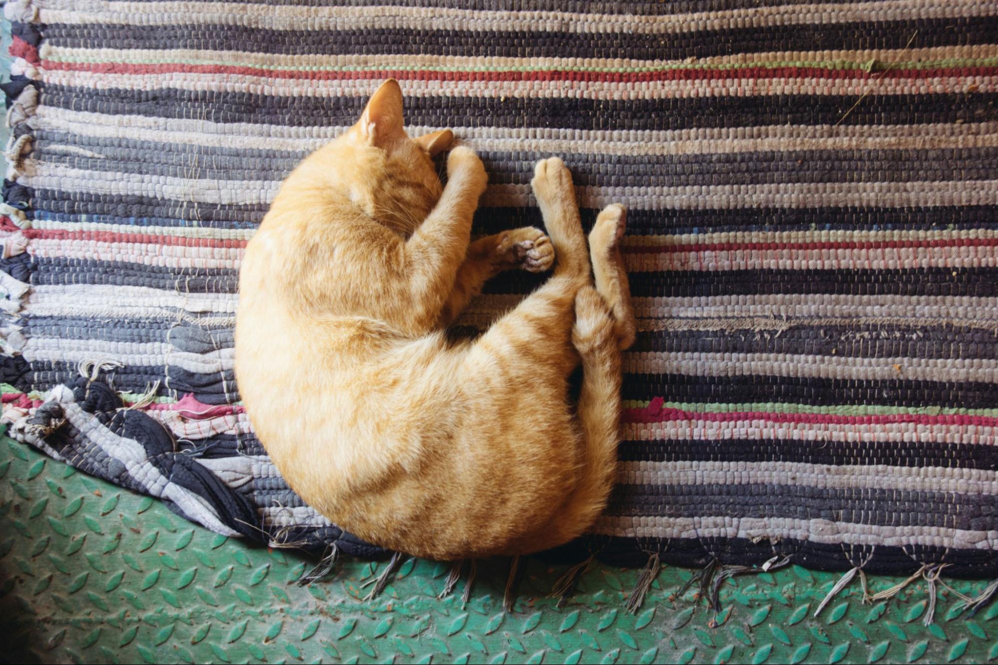 猫 寝ている