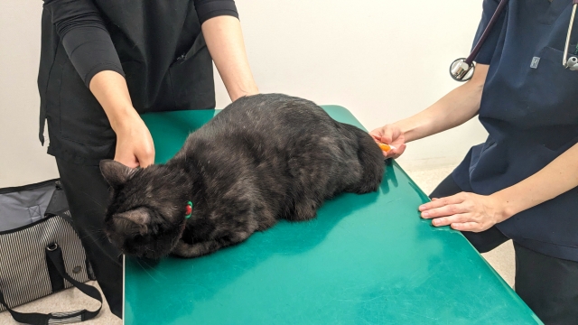 猫 病気