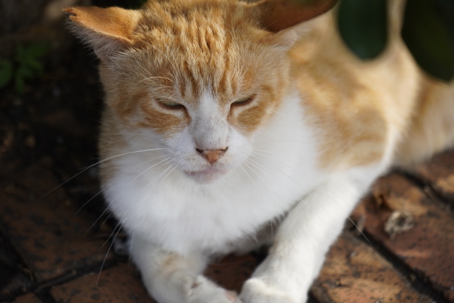 くつろぐ野良猫