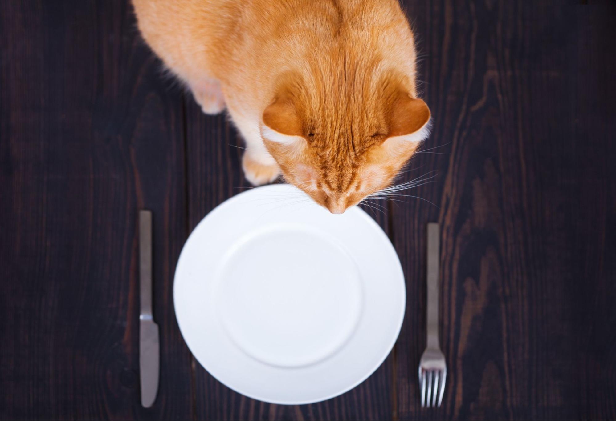 猫、お皿、カトラリー