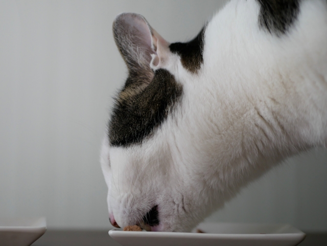 ご飯を食べる猫