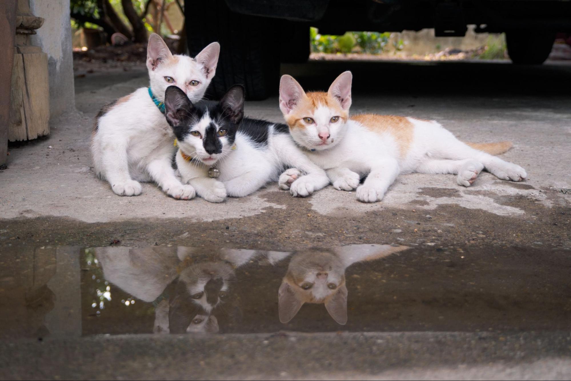猫、3匹、野外、水たまり