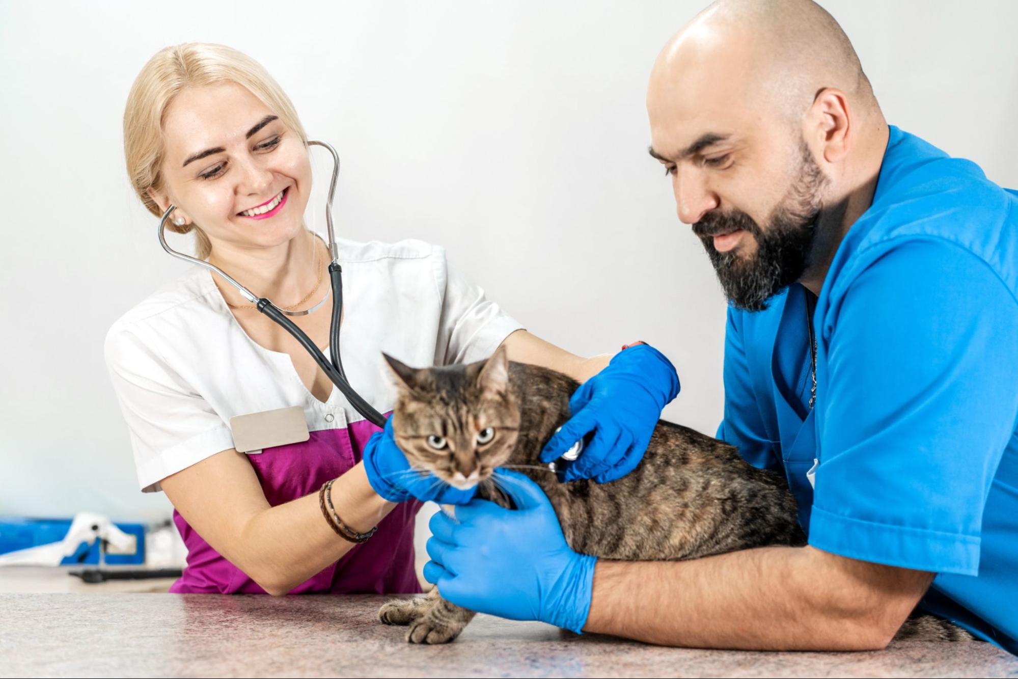 猫、病院、医師、2人