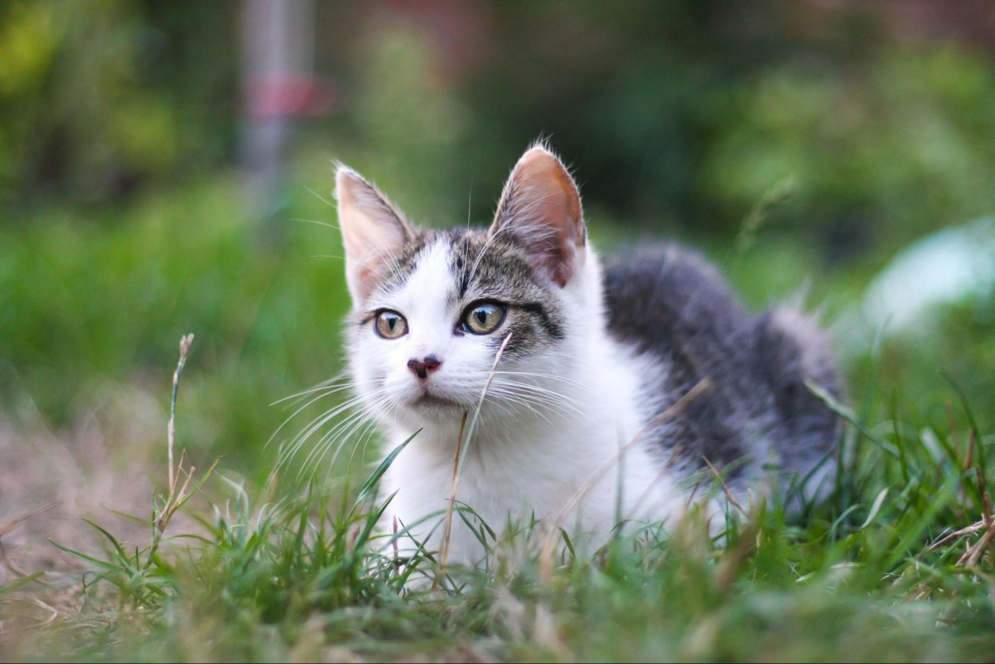 猫、野外、見つめる