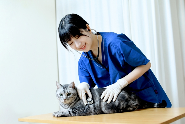 猫、動物病院