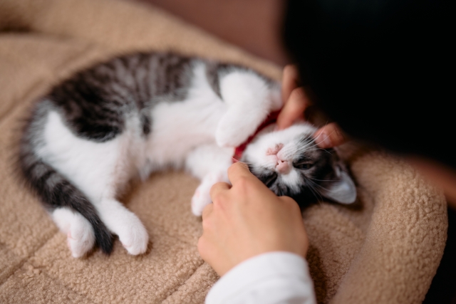 くつろぐ猫と飼い主