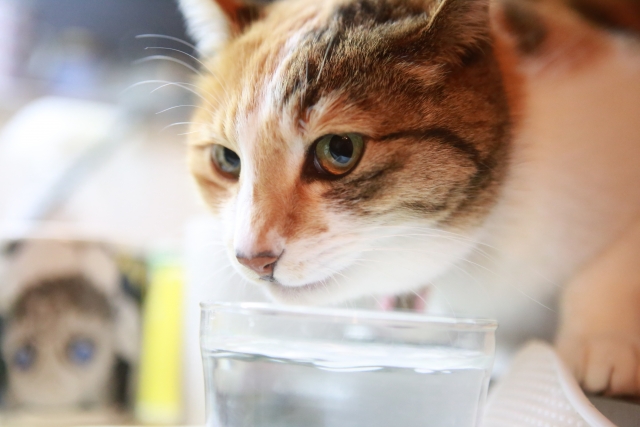 水を飲む猫