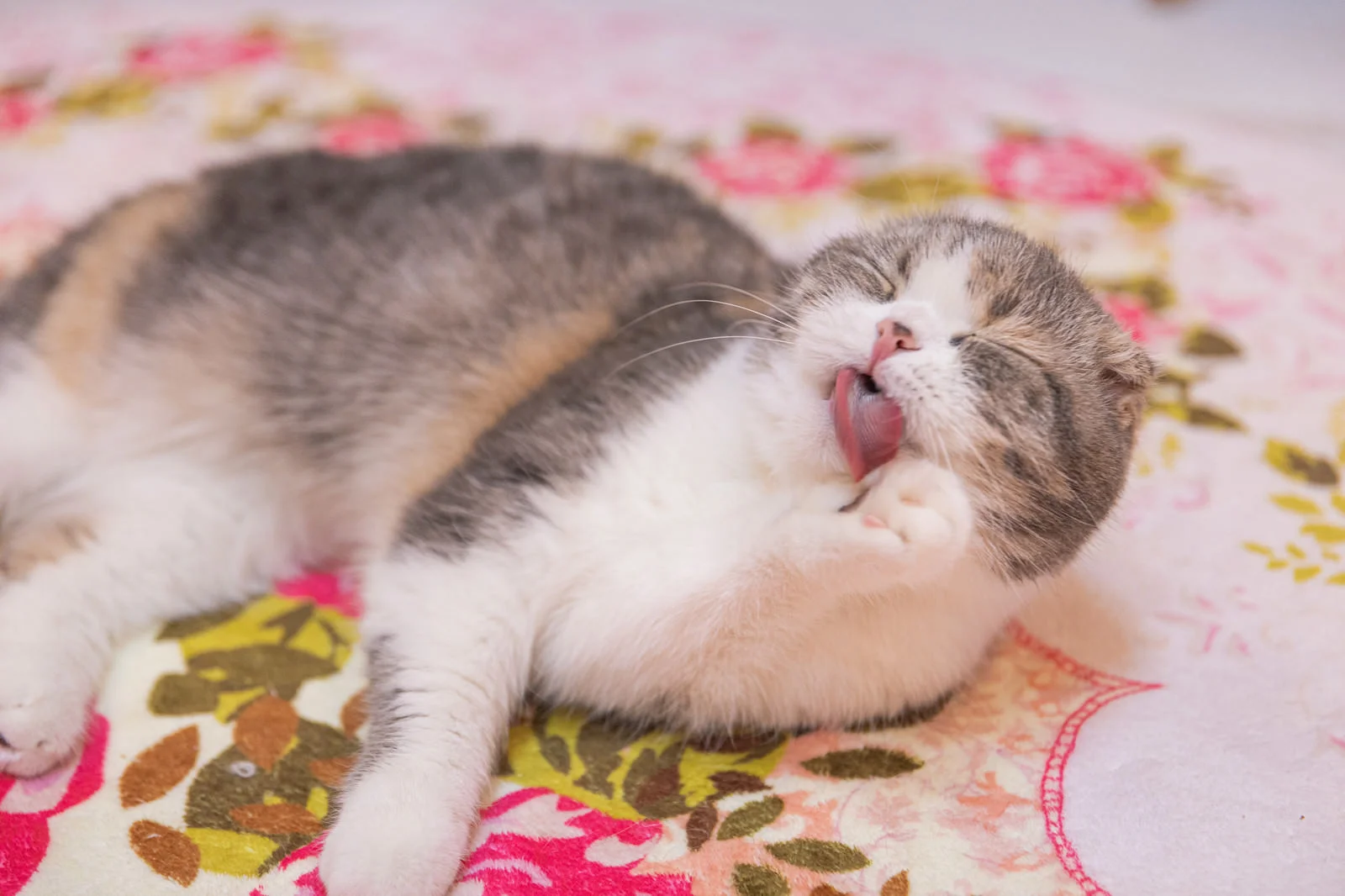 猫