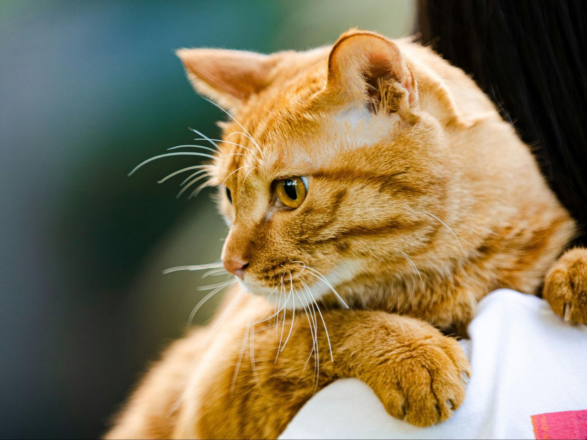 猫