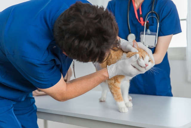猫