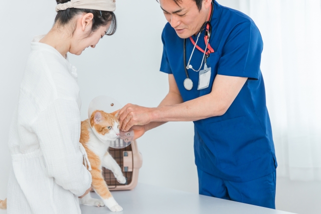 猫
