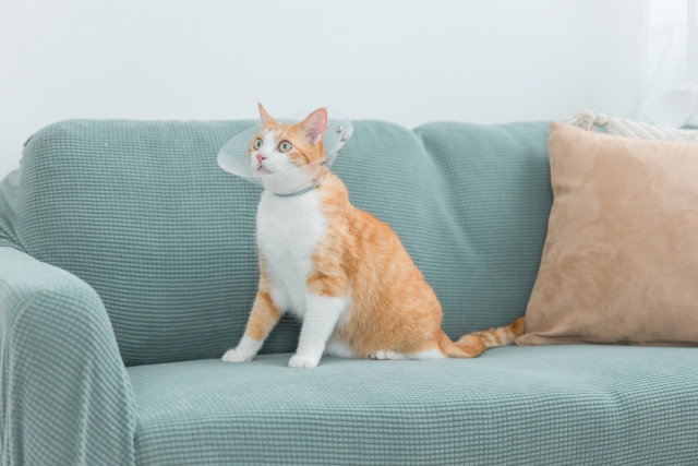 猫