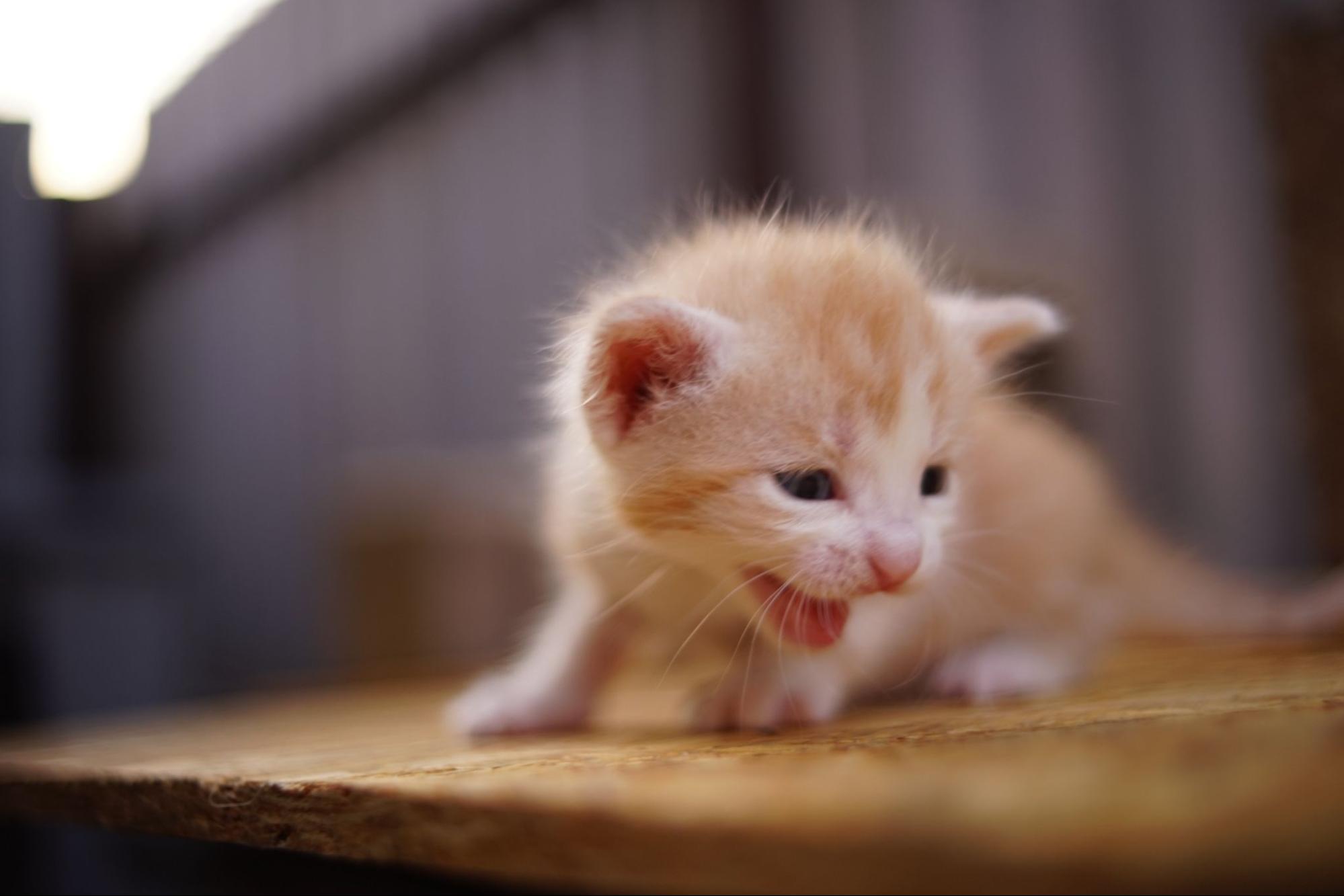 子猫、鳴く