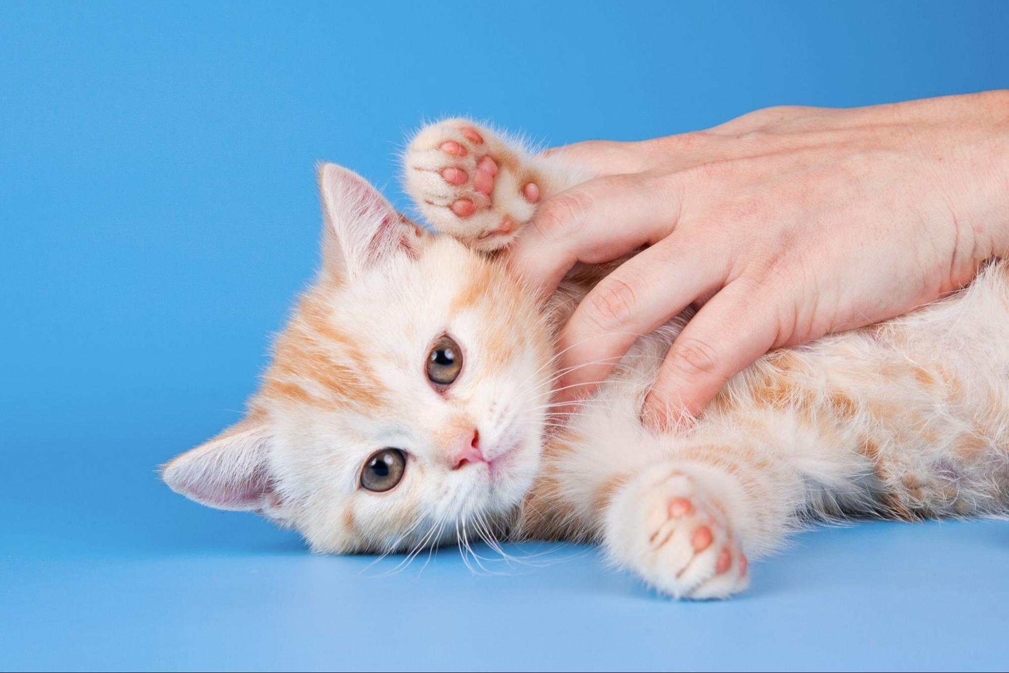 子猫、寝転がる