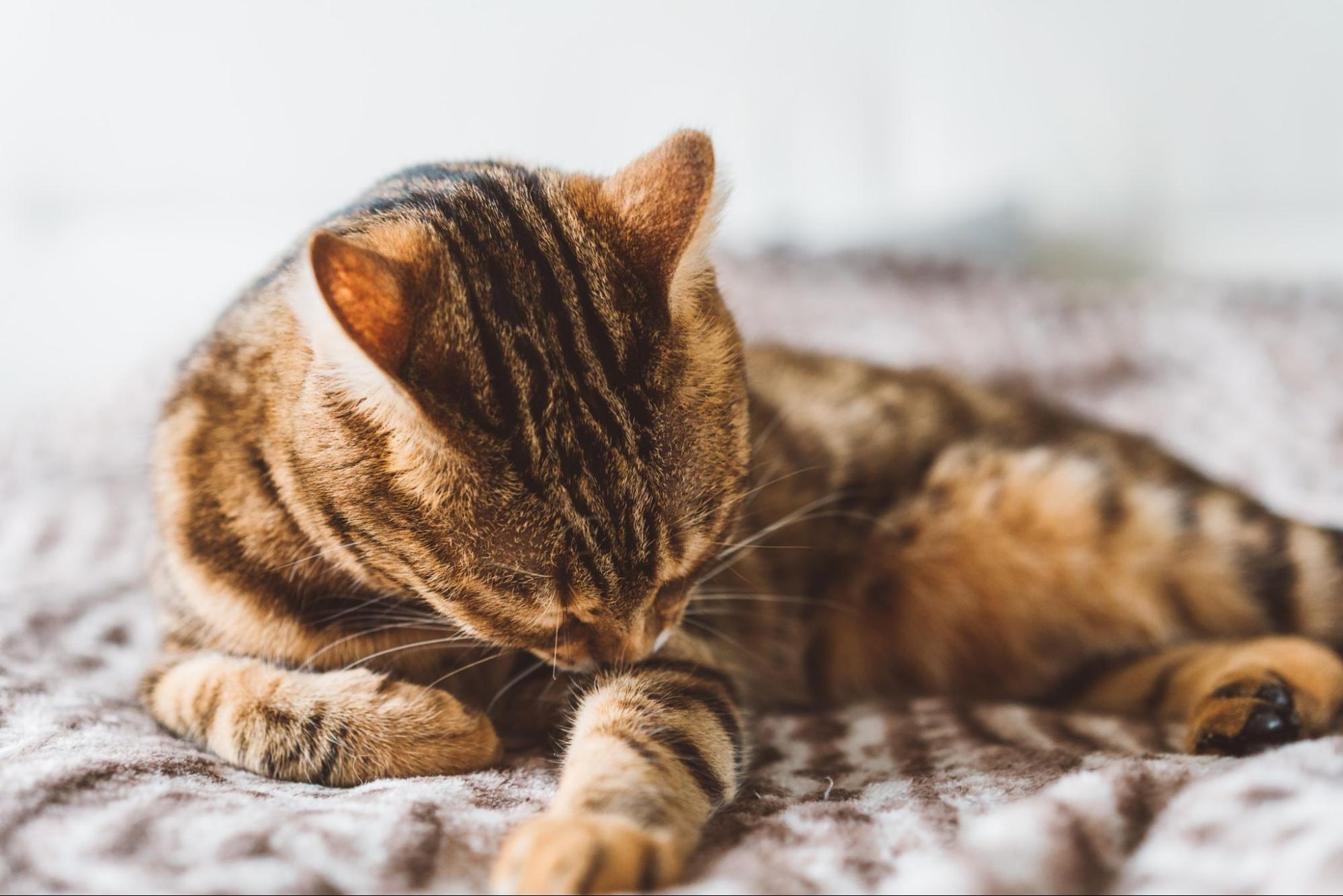 猫、毛づくろい、部屋