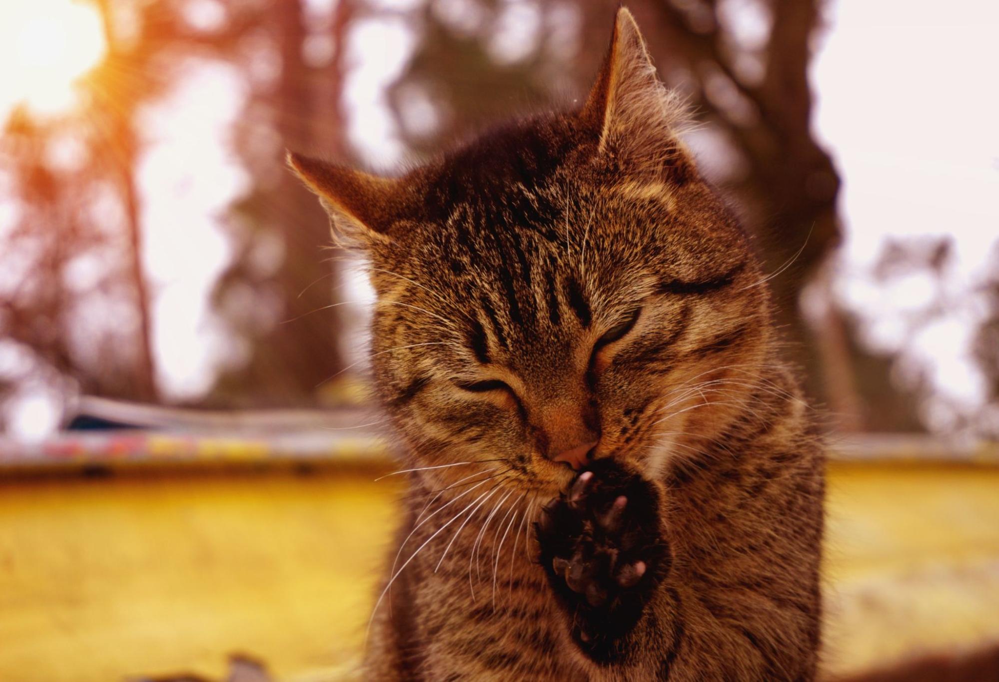 猫、毛づくろい、野外