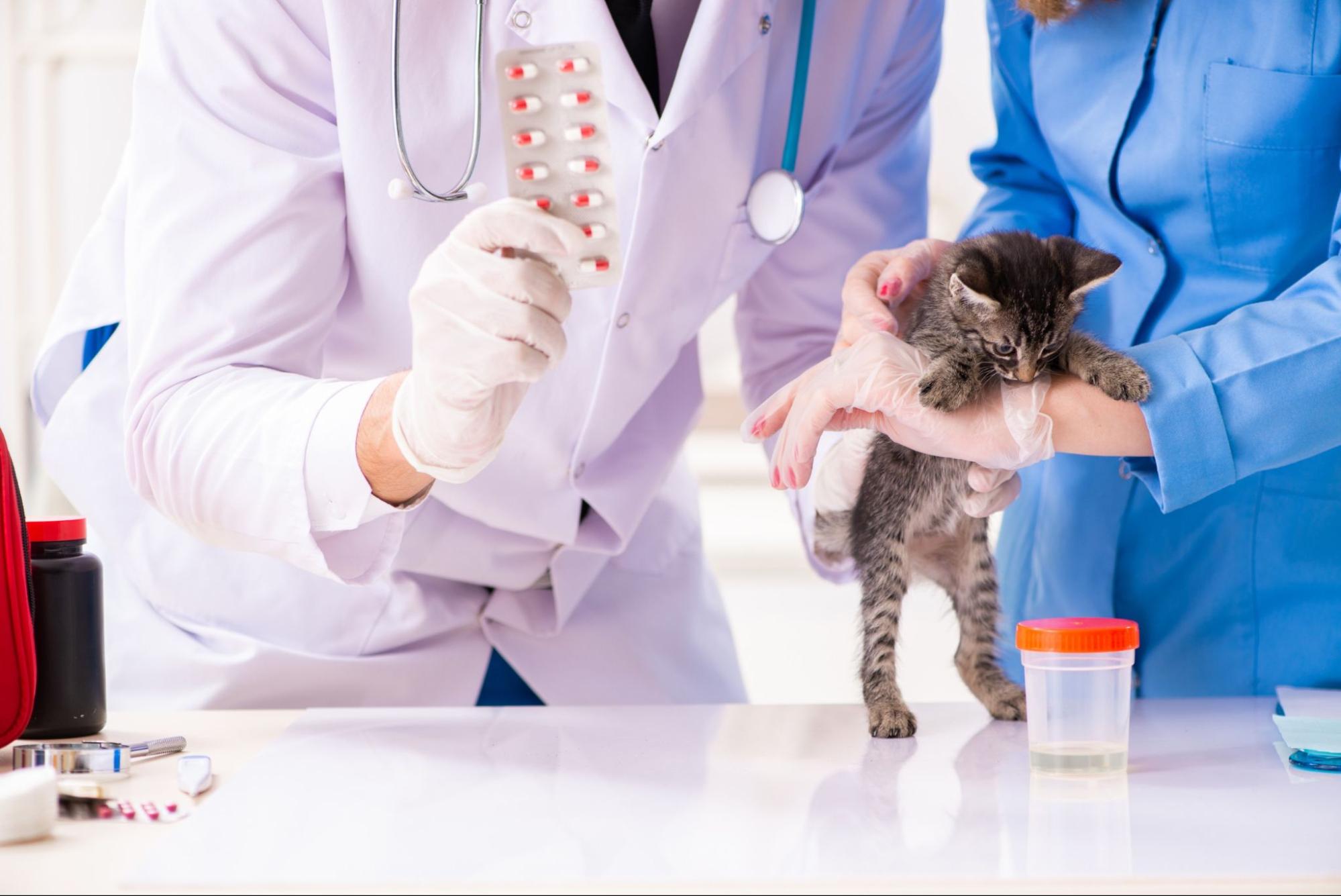 子猫、病院、検査