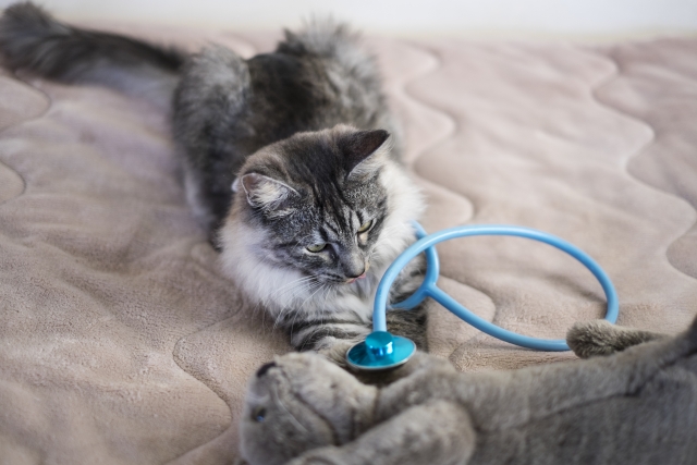 猫、聴診器