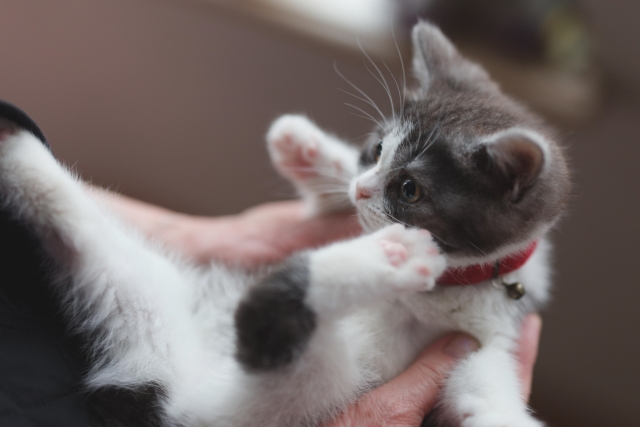 飼い主と猫