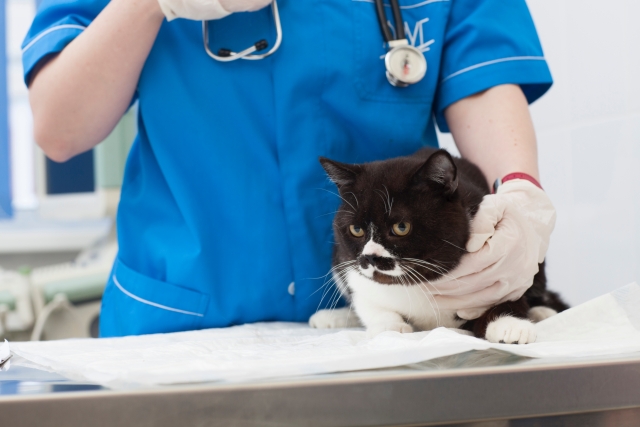 猫、動物病院