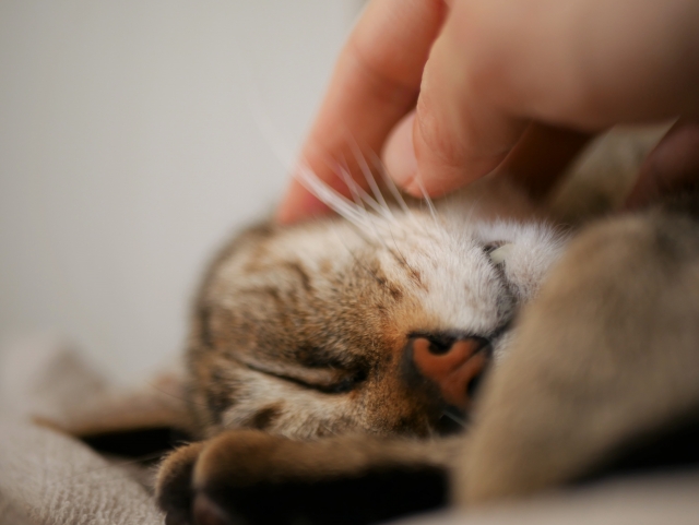 猫、飼い主