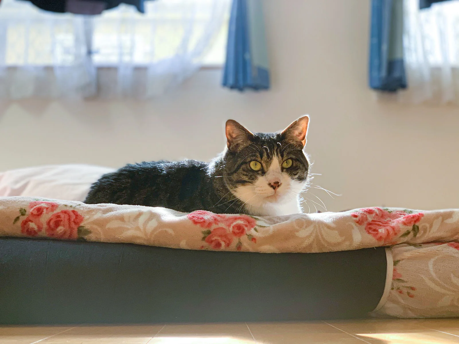 猫